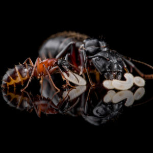 Camponotus Herculeanus