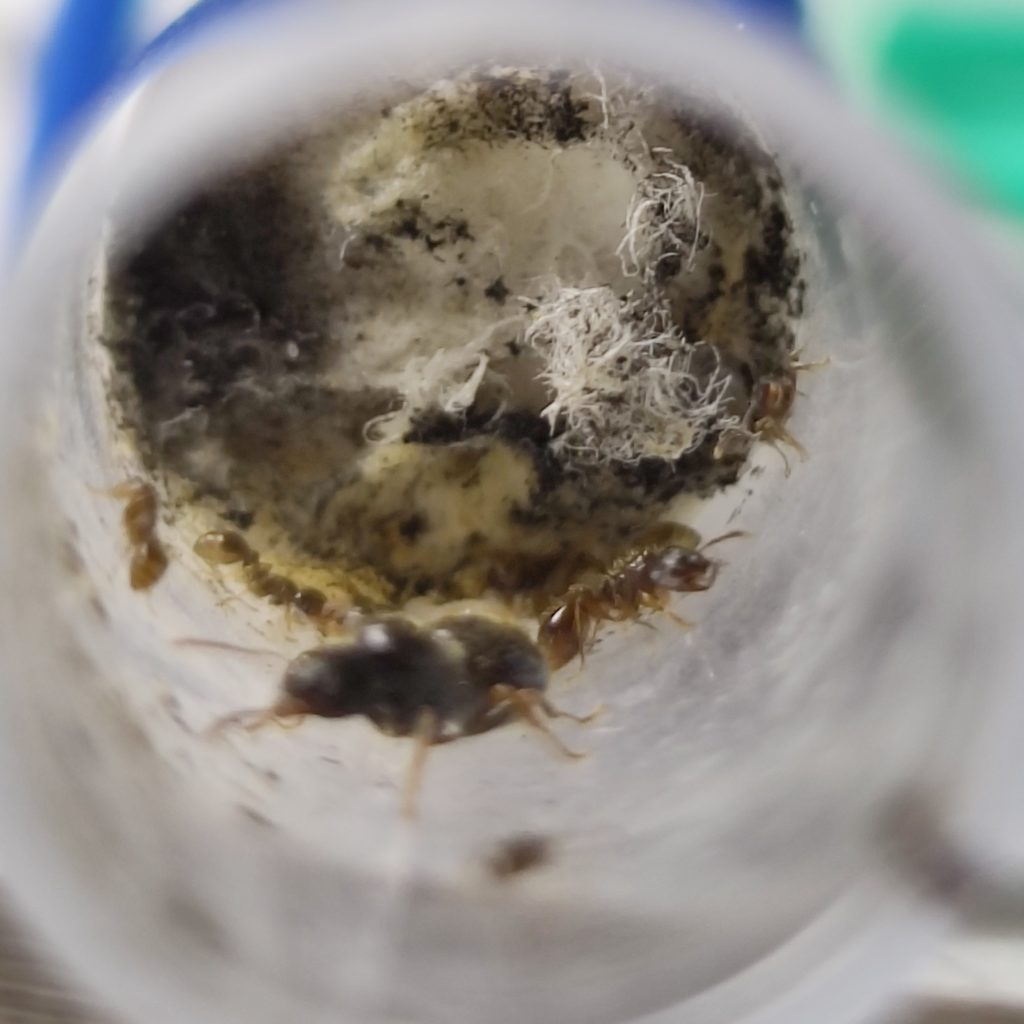 tetramorium caespitum mit parasitären strongylognathus testaceus