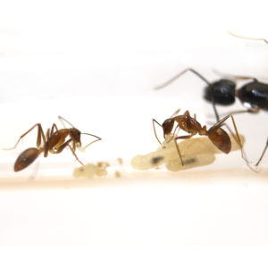 Camponotus pseudoirritans