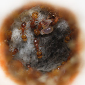 ANTSTORE - Ameisenshop - Ameisen kaufen - flexible tube transparent 50/40 mm